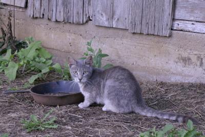 Barn Cat!
