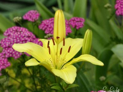 Beautiful yellow lily 057.jpg