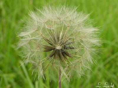 Goats beard 046.jpg