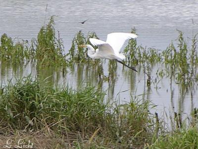 Egrets 002a.jpg