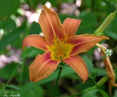 Lily of the Woods 001.jpg