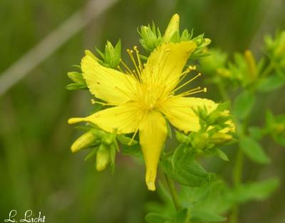 St. Johns Wort 117.jpg
