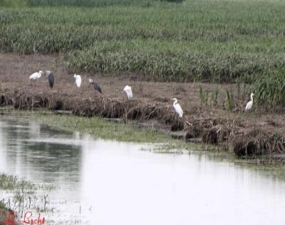 Blues and Whites 013.jpg