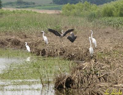 Heron And Egrets 033.jpg