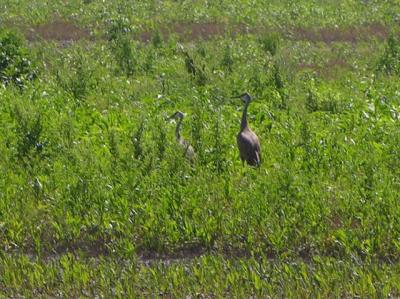Great Blue Herons 112.jpg
