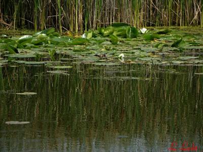 Reflections 047.jpg