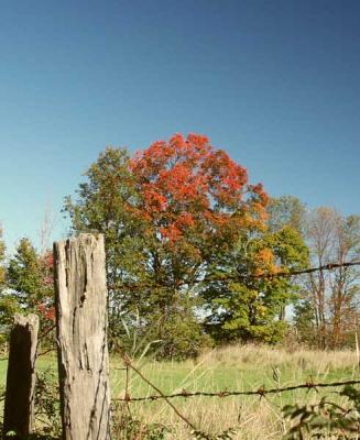 maple-m10140.jpg