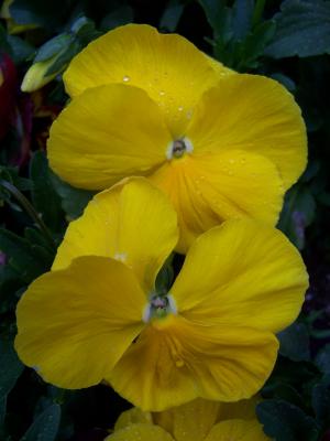 Yellow Pansy