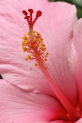 Hibiscus_1773w.jpg