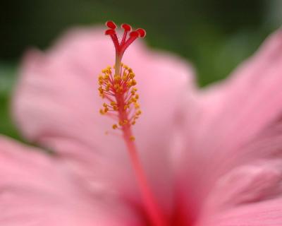 Hibiscus_1802w.jpg