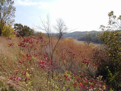 View from ridge in Loess Hills forest.JPG
