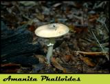 Amanita Phalloides - October 08-04
