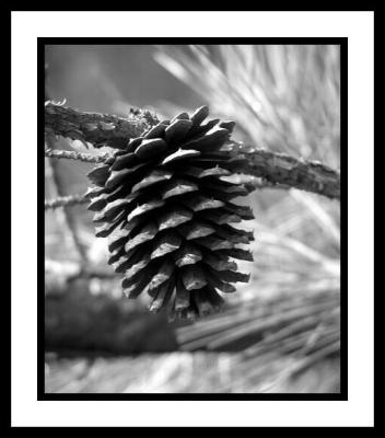 u34/lreneau76/medium/37562194.PineCone.jpg