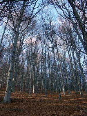 Silver Berch Wood