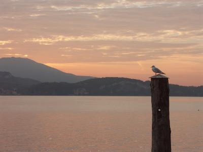 Lonely Seagull at Sunrise