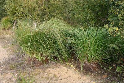 Turnhout (Belgium) - Natuurgebied De Melle