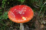Turnhout (Belgium) - Natuurgebied 'De Melle'