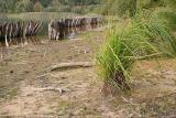 Turnhout (Belgium) - Natuurgebied 'De Melle'