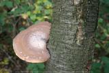 Turnhout (Belgium) - Natuurgebied 'De Melle'