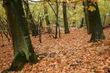 Merksplas Kolonie - Wandeling Vagebondjespad