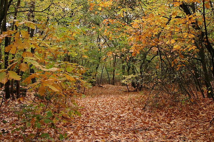 Merksplas Kolonie - Wandeling Vagebondjespad