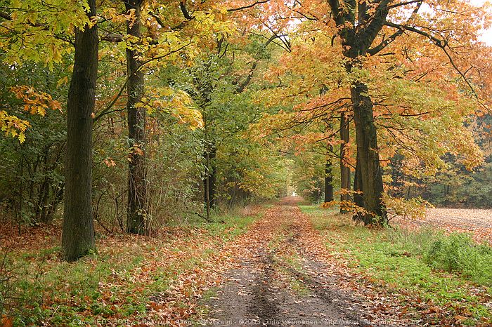 Merksplas Kolonie - Wandeling Vagebondjespad