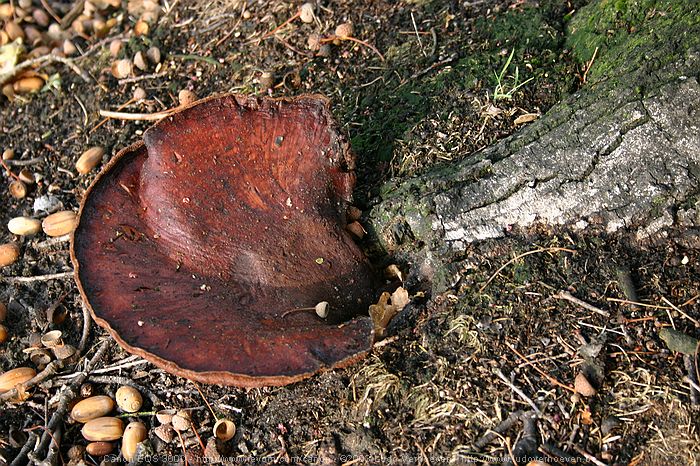 Merksplas Kolonie - Wandeling Vagebondjespad