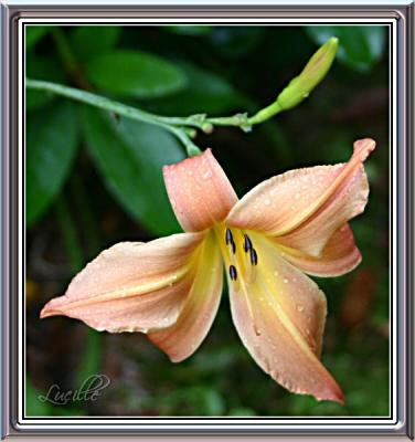 daylilies