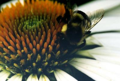 bee in flower macro