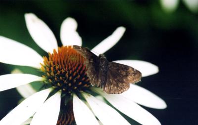 Brown moth on orange 2