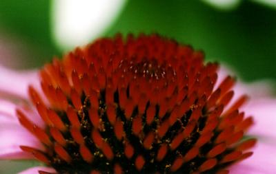 redpink flower macro