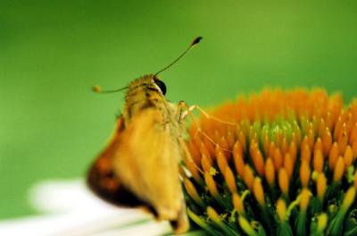 moth on orange