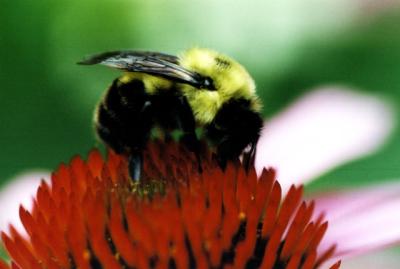 Bee on red macro