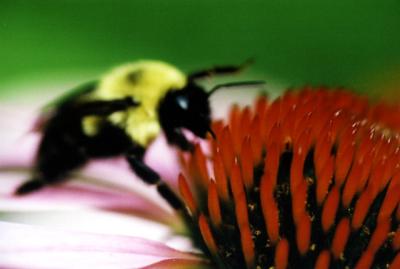 bee on orangered