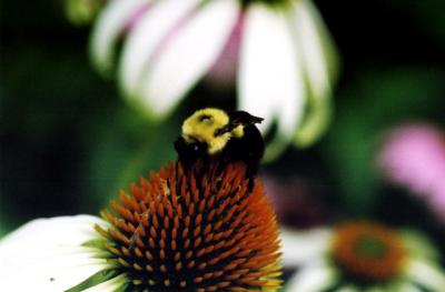 bee on orange
