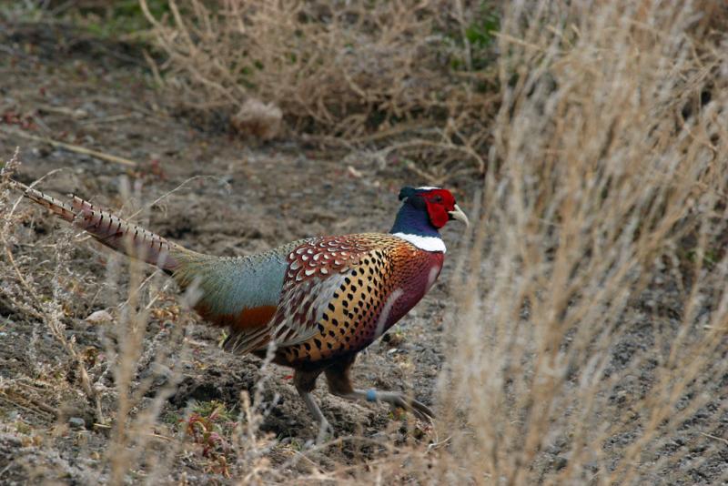 pheasant rooster Wenas-3