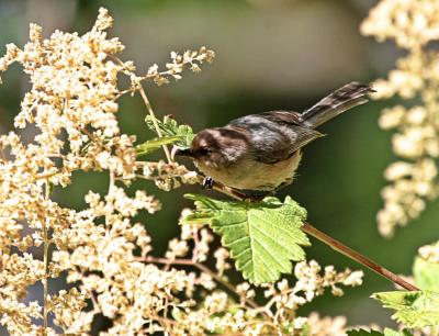 Bushtit.jpg