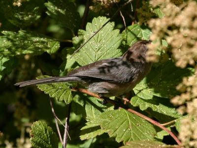 Bushtit  no head.jpg