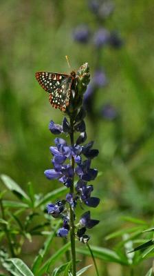 Ediths Checkerspot on Lupin