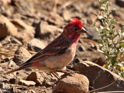cassin's finch with topknot