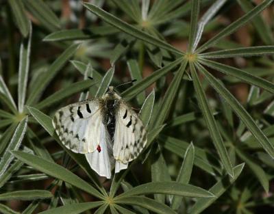 clodius parnassian butterfly