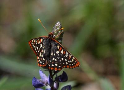 edith's checkerspot