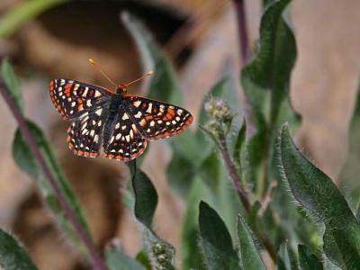 ediths checkerspot on fuzzy leaf