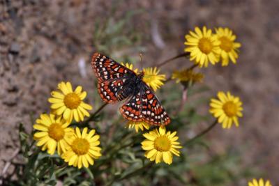 edith's checkerspot on yellow flowers