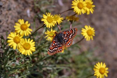 edith's checkerspot on yellow flowers