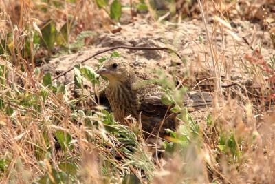 juvenile brown-headed cowbird blending in