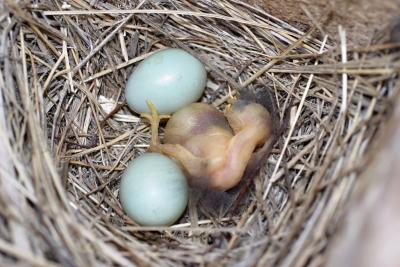 mountain bluebird baby and eggs