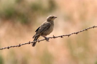 Brown-headed cowbird juvenile