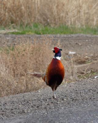 pheasant rooster Wenas