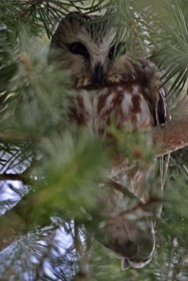 sawhet owl Selah